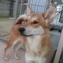 2015年９月生まれのあずきちゃん