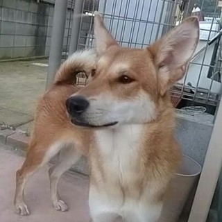 2015年９月生まれのあずきちゃん