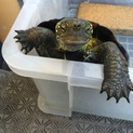 クサガメ ♀