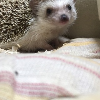 愛のある方募集します