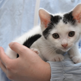 子猫の里親募集します。