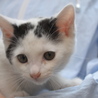 子猫の里親募集します。 サムネイル2