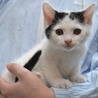 子猫の里親募集します。 サムネイル3