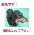 現地で新しい家族が出来ました!!