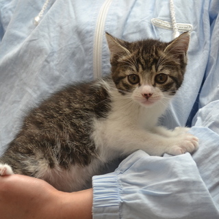 子猫の里親募集します。