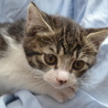 子猫の里親募集します。 サムネイル2