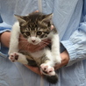 子猫の里親募集します。 サムネイル3