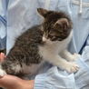 子猫の里親募集します。 サムネイル4
