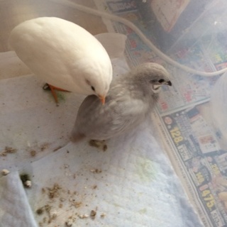 姫うずら 2羽里親募集