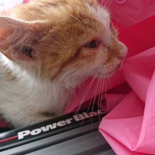 急募！野良の赤ちゃん。