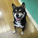 素敵な里親様が決まりました！ありがとうございました