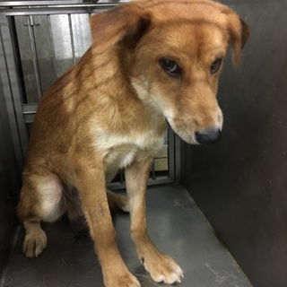 美しすぎる野犬、ゴルディくん！