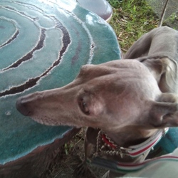 散歩と身体検査