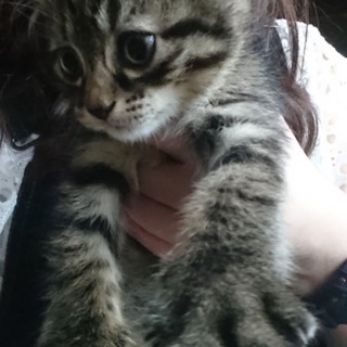 キジトラ子猫