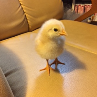 ボリスブラウン雛の里親を探しています