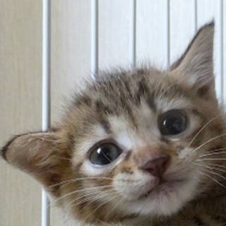 あずきちゃん（1ヶ月くらい）お話しが入りました。