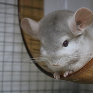チンチラ　パステルエボニー
