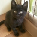 黒猫2ヶ月オス家族を募集しています。