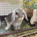 ホーランドロップ オパール♀（血統書付き）里親募集