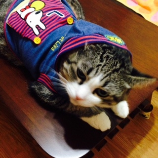 靴下はいた美人さん