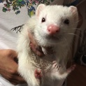 元気なフェレットちゃんです！