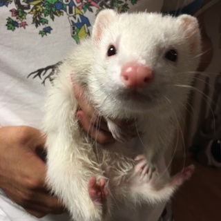元気なフェレットちゃんです！