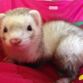 マーシャルフェレット