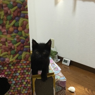 綺麗な黒猫くんの家族になって下さい