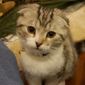 スコティッシュの男の子です！