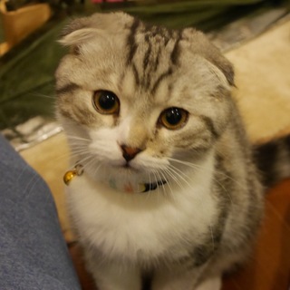 スコティッシュの男の子です！