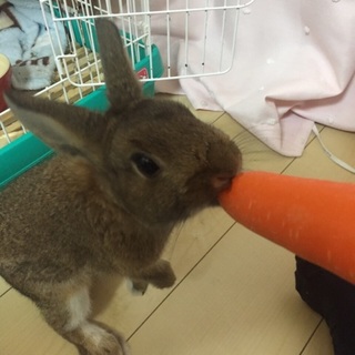 人懐っこいミニウサギの男の子