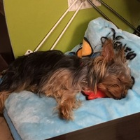 ピース