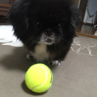 ペキニーズ女の子6歳