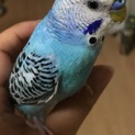 セキセイインコ♂