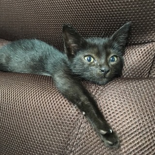 子猫里親募集（直接引き取りに来られる方のみ）