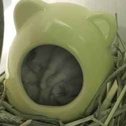 チモシーの難点
