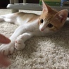 葵