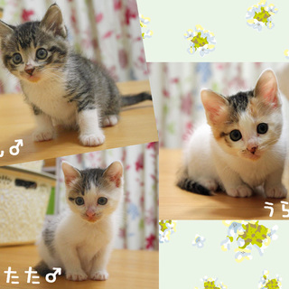 生後2か月弱★仲良し3兄妹★甘えん坊