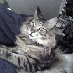 猫をしゃべらせる方法？