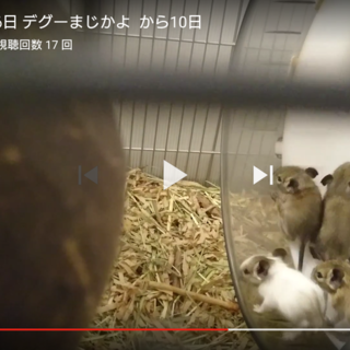 デグーの赤ちゃん  決まりました。