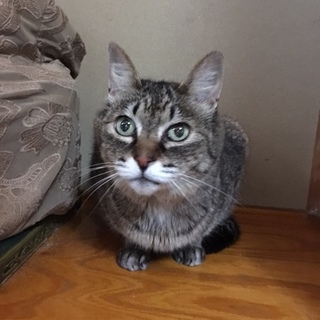 大人しく優しい高齢猫　健康なら高齢者でもOK！