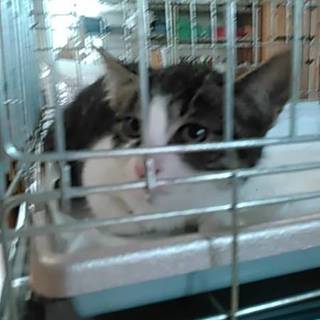 元気な子猫です