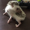 毛づくろい？