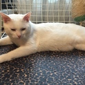 甘えん坊のわんぱく猫ちゃんです！