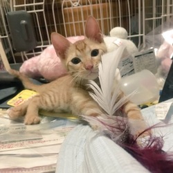 里親になりました