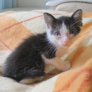 かわいい白黒はちわれ　まおちゃん　１ヶ月齢