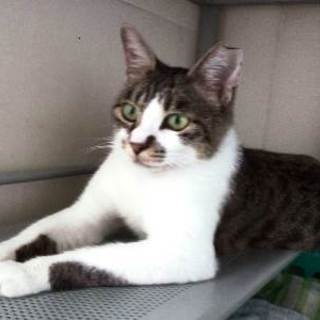 ちぃちゃん　穏やかでやさしい子です