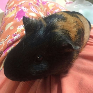 良い里親を募集します