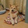野犬を増やさない会【倉敷】(保護活動者)
