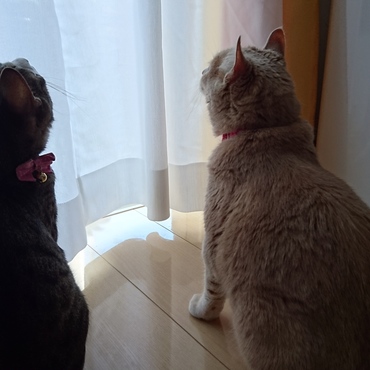 何が見えるの～